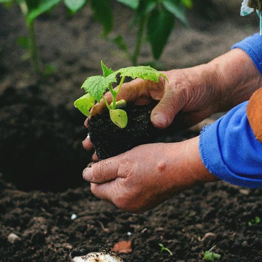 A gardener planting a plant