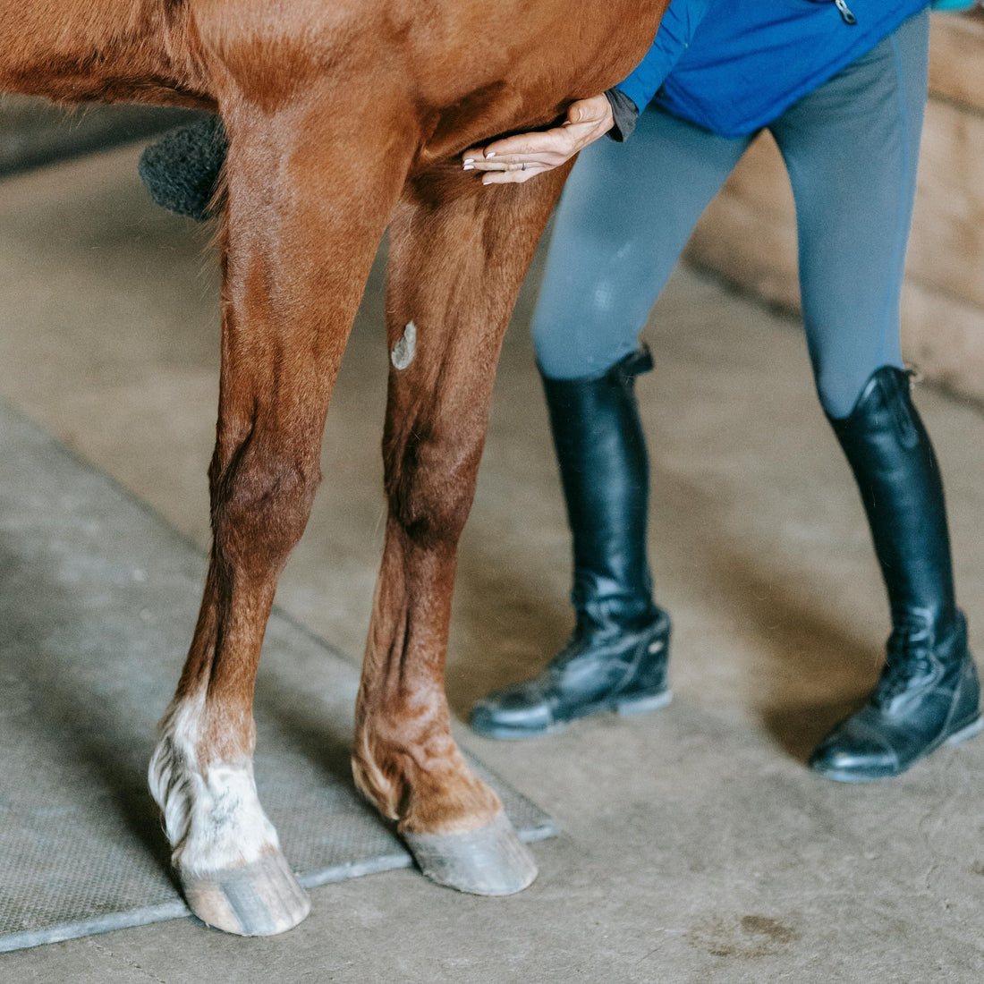 How Beeswax Barrier Cream Helps Protect Horses’ Heels and Treats Mallenders and Mud Fever