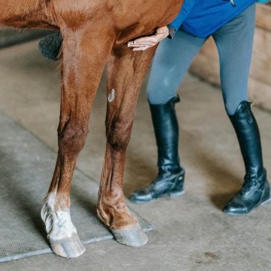 How Beeswax Barrier Cream Helps Protect Horses’ Heels and Treats Mallenders and Mud Fever