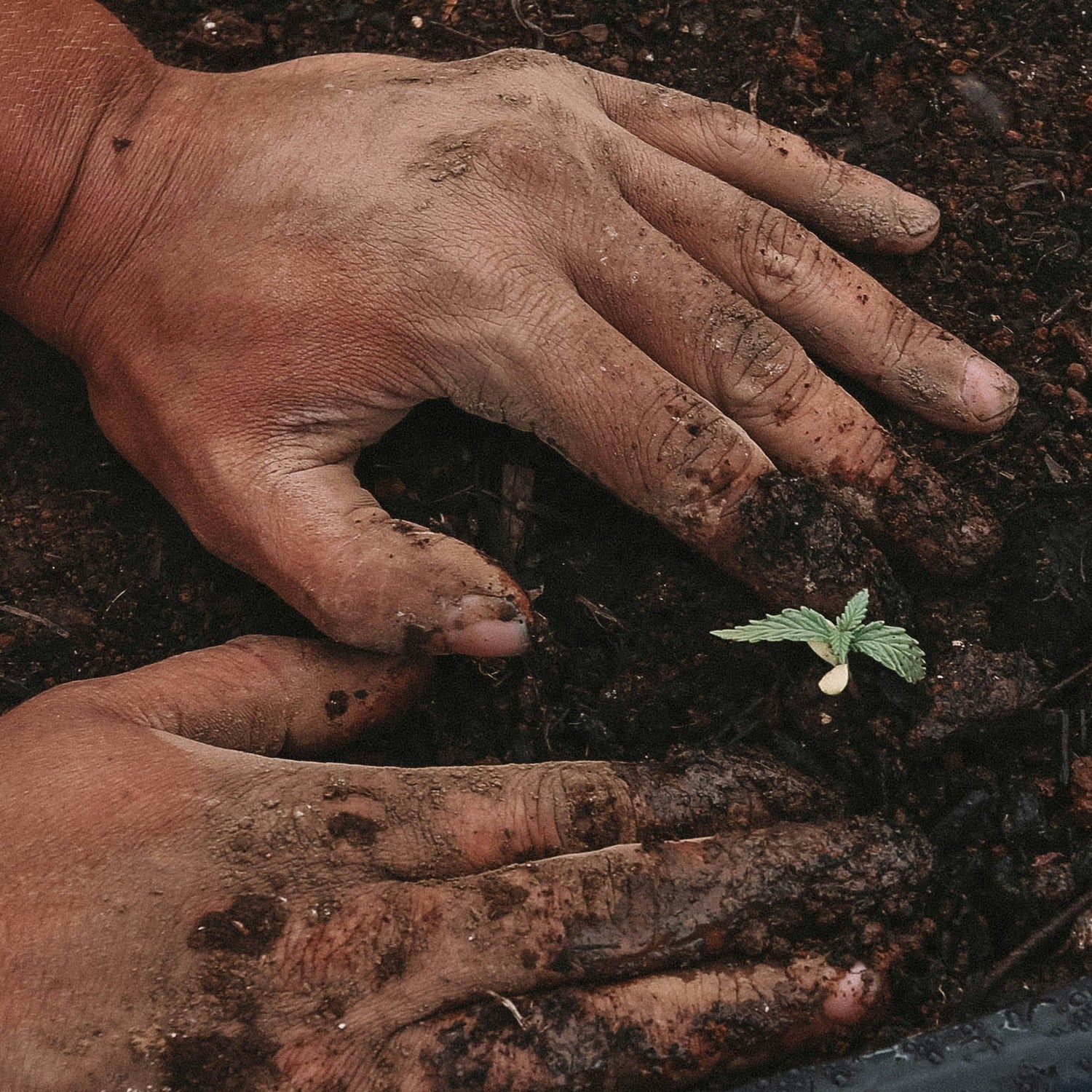 Hands with dirt on them holding a small plant in soil